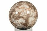Massive, Petrified Wood (Araucaria) Sphere - lbs! #209923-1